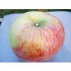 Malus domestica Peasgoodovo (1)