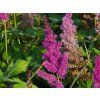 Astilbe Younique Lilac (4)