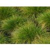 Festuca Sunrise (1)