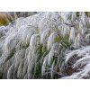 Ozdobnice čínská 'Silver Charm' - Miscanthus sinensis 'Silver Charm' (Balení kontejner C5)