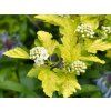 Tavola kalinolistá 'Nugget' (Balení kontejner p9)