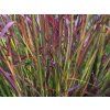 132004 vousatice red october andropogon gerardii red october
