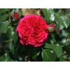 Rose 'Red Leonardo da Vinci' (Verpackung Sonderverpackung)