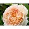 Rose 'Bathsheba®' (Spezielle Verpackung)