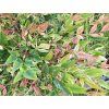 Nandina domestica Red Light