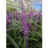Liriope Royal Purple 2