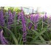 Liriope Royal Purple