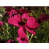 Cosmos Cherry Chocolate (1)