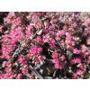 Sedum Dazzleberry (2)