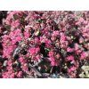 Sedum Dazzleberry (1)