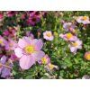 Anemone Breeze Candy (1)