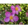 Anemone Breeze Kiss