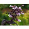 Penstemon digitalis 'Dark Towers'