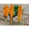Mnohokvět 'Echo Mango' ® - Kniphofia 'Echo Mango' ® (Balení kontejner C2)