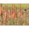 Liliochvostec 'Cleopatra' - Eremurus isabellinus 'Cleopatra' (Balení kontejner C5)