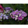 Hydrangea macrophylla Mata Hari
