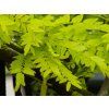 Gleditsia Sunburst (1)