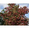 scarlet 1