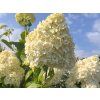 Hortenzie latnatá 'Limelight®' (Balení kontejner p9)