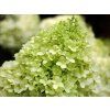 Hortenzie latnatá 'Limelight®' (Balení kontejner p9)