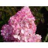 40389 hortenzie latnata vanille fraise