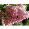 40389 2 hortenzie latnata vanille fraise