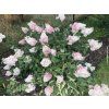 40389 2 hortenzie latnata vanille fraise