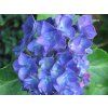 blauer