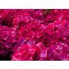 Hydrangea Hot Red