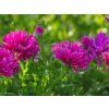 Aster Jenny