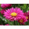 kissen aster starlight m011332 w 9