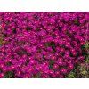 kissen aster starlight m011332 w 4