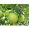 42558 jablon granny smith