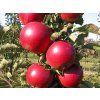 43533 jablon sloupovita red spring