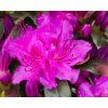 Azalea japonica Ottawa 2