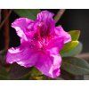 Azalea japonica Otava