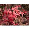 Acer Corallinum
