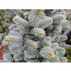 Abies lasiocarpa 'Compacta' (1)