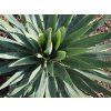 Yucca