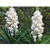 yucca2