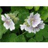 44847 2 kakost renarduv geranium renardii