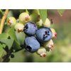 heidelbeere denise blue m063398 h 0
