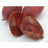 Kiwi 'Purpurna Sadowa' (Balení kontejner C2)