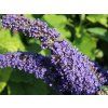 Sommerflieder Schmetterlingsstrauch Adonis Blue M010449 W 1