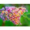45897 7 flower