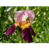 Iris Indian Chief