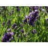 lavendel ellagance purple m075864 w 4