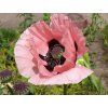 M�k v�chodn� �Prinzessin Vict.