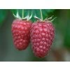 Himbeere 'Tulameen' (Freilandware wurzelnackt)