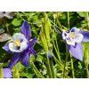 Aquilegia caerulea 'Spring Magic Blue and White'